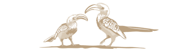 Hornbill